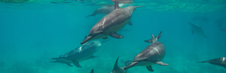 Spinner Dolphins